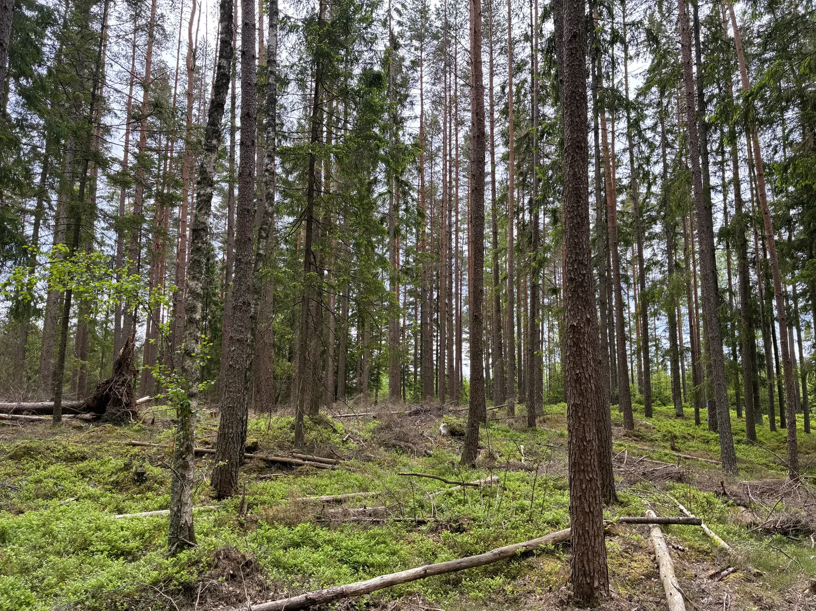 Gård/Skog, Ön Sörgården 1, Vårgårda