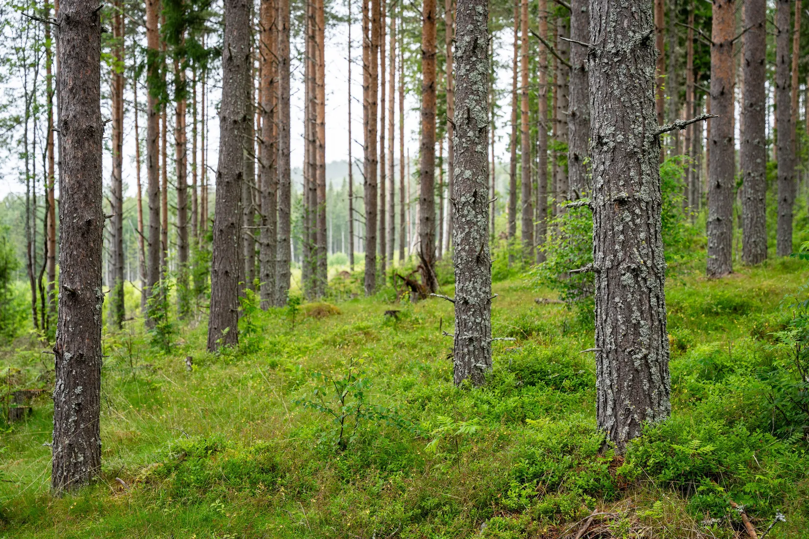 Gård/Skog, Hagaris 102, Nätra, Örnsköldsvik