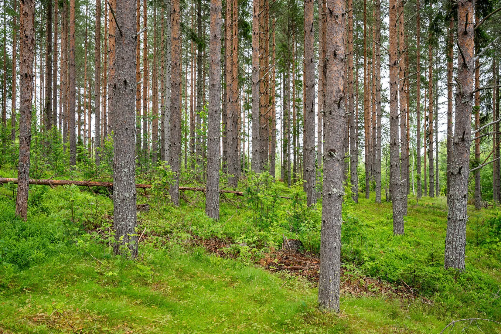 Gård/Skog, Hagaris 102, Nätra, Örnsköldsvik