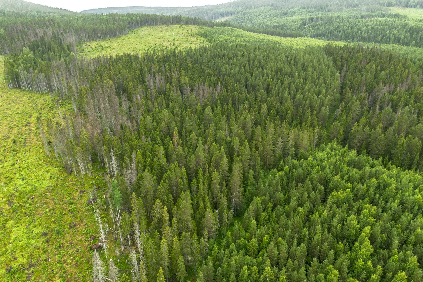 Gård/Skog, Hagaris 102, Nätra, Örnsköldsvik