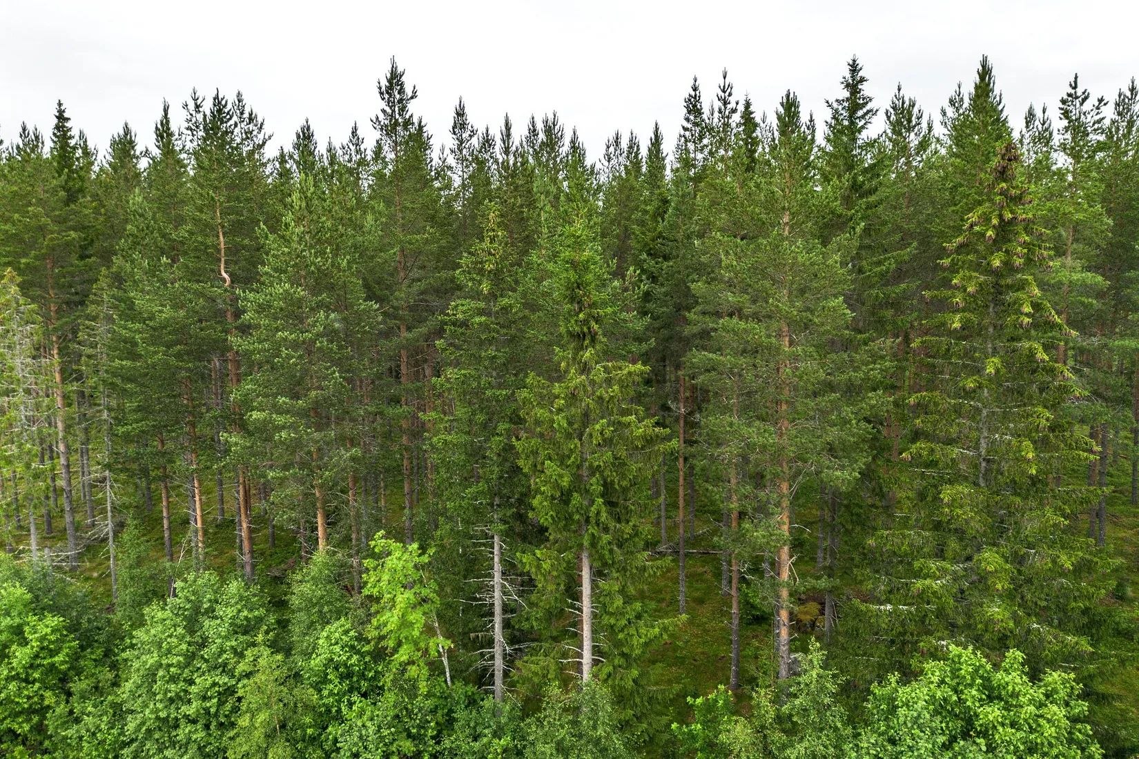 Gård/Skog, Hagaris 102, Nätra, Örnsköldsvik
