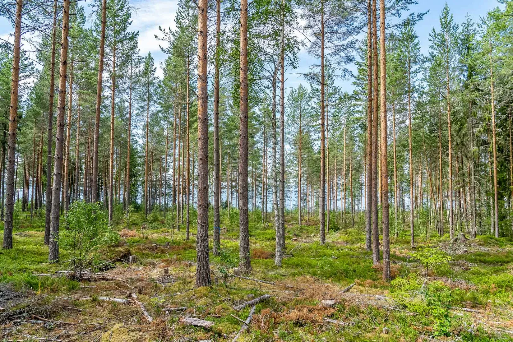 Gård/Skog, efter Stumsnäs - Sjövägen, Leksand