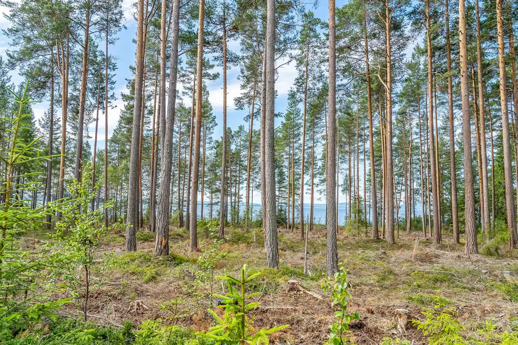 Gård/Skog, efter Stumsnäs - Sjövägen, Leksand