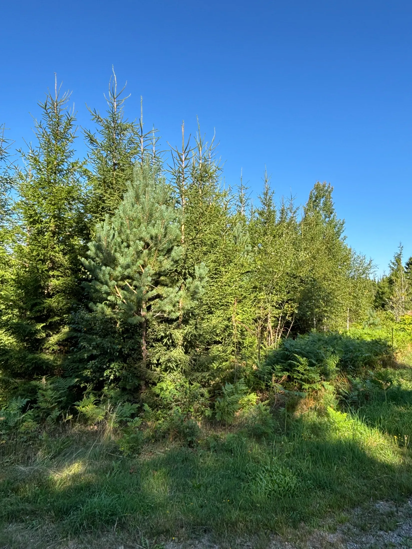 Gård/Skog, Skogsfastighet 46 ha i Hjälmseryd, Gamla Hjälmseryd, Sävsjö