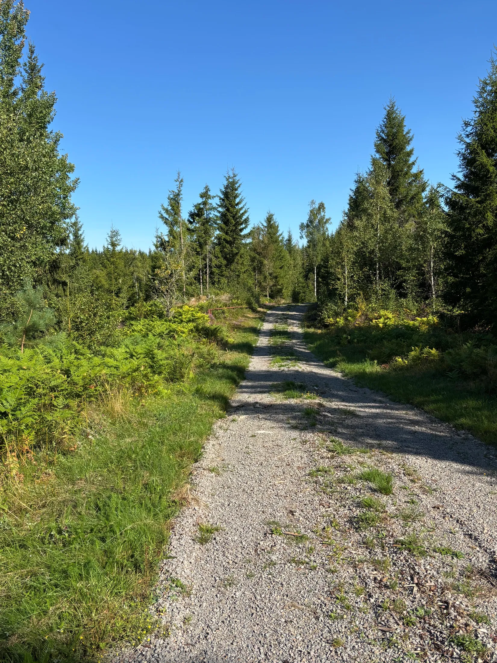 Gård/Skog, Skogsfastighet 46 ha i Hjälmseryd, Gamla Hjälmseryd, Sävsjö