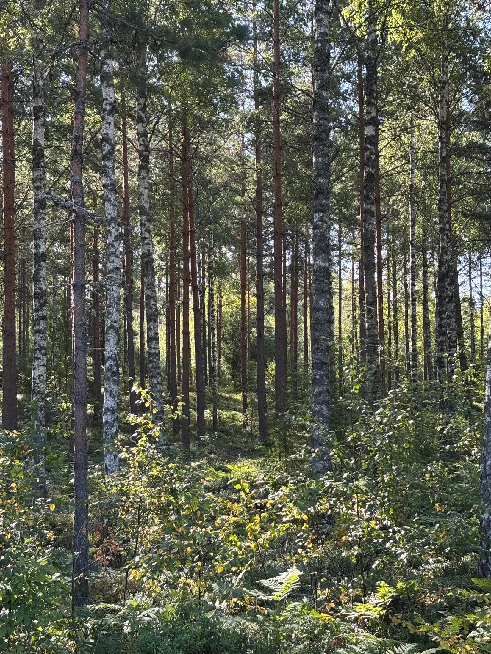 Gård/Skog, Skogsfastighet 46 ha i Hjälmseryd, Gamla Hjälmseryd, Sävsjö
