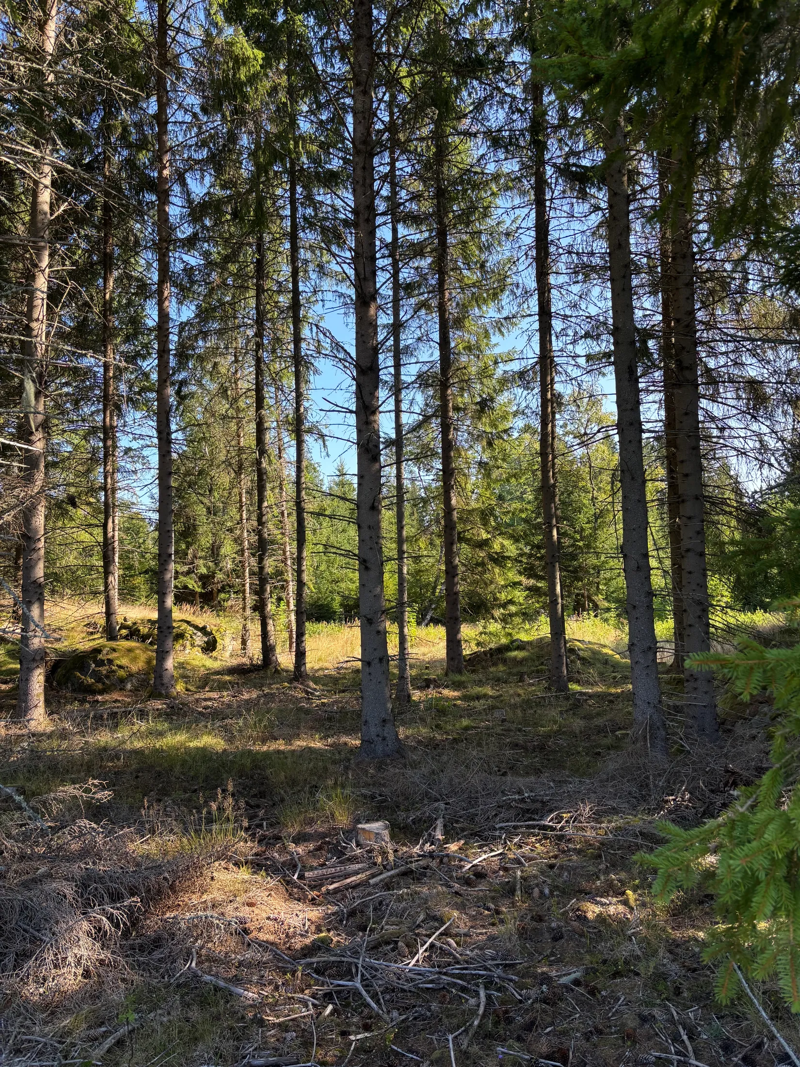 Gård/Skog, Skogsfastighet 46 ha i Hjälmseryd, Gamla Hjälmseryd, Sävsjö