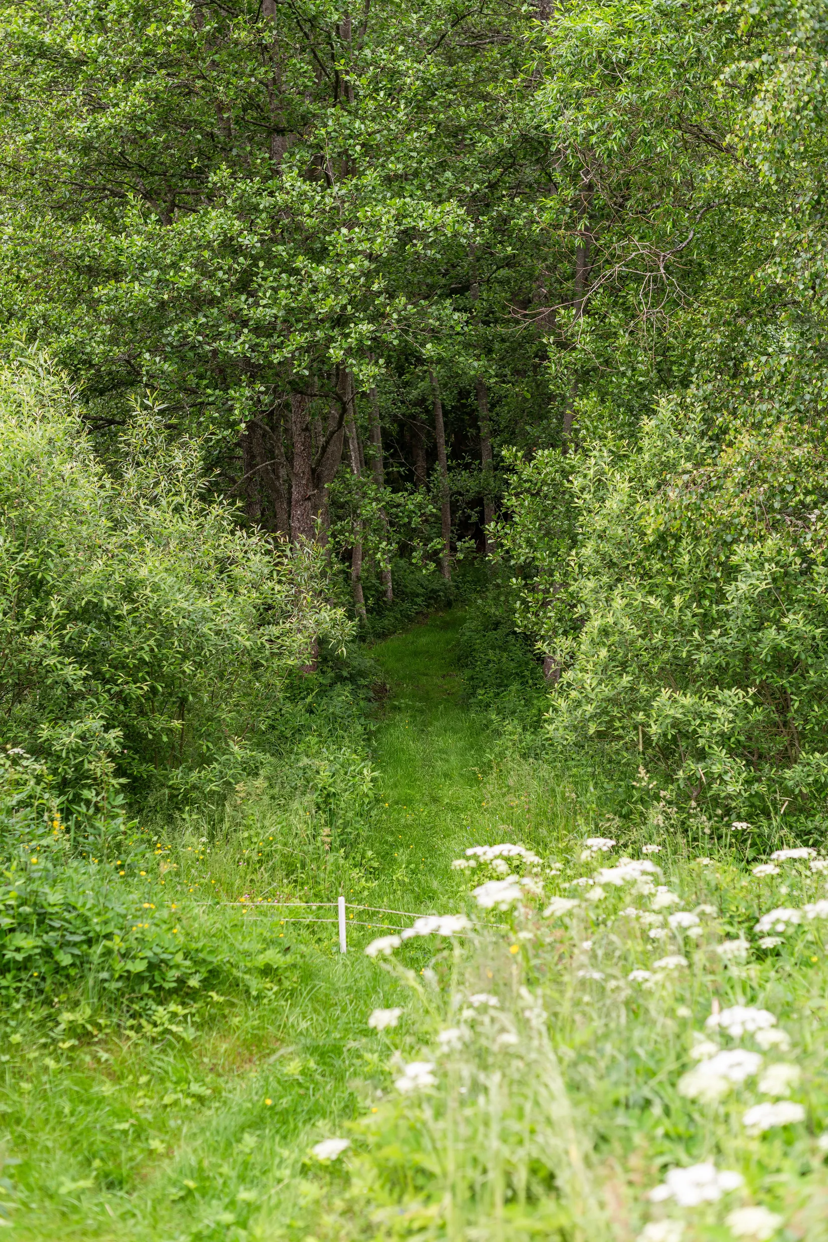 Gård/Skog, Sjögetorps gård 1, Ödeshög