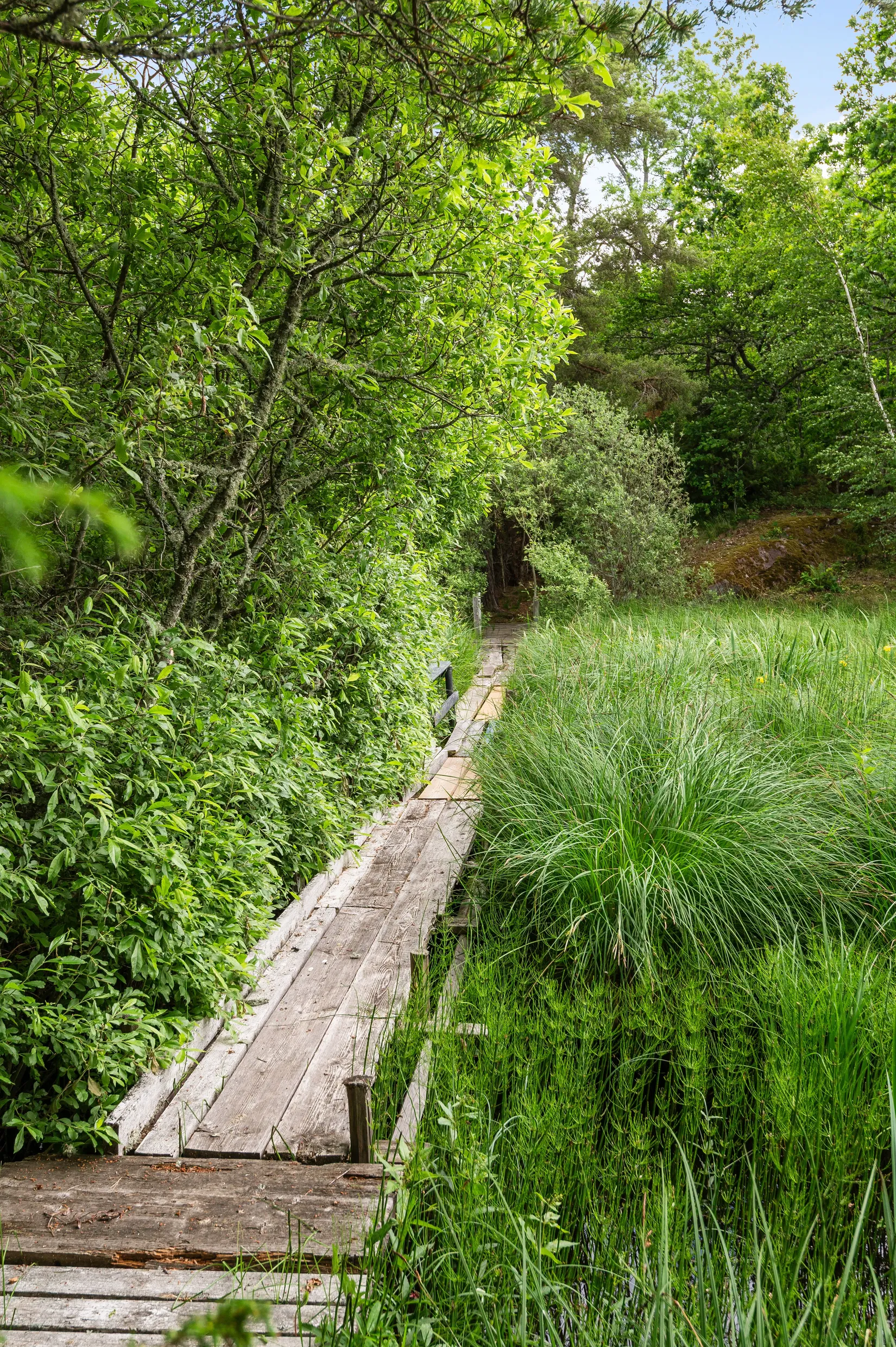 Gård/Skog, Sjögetorps gård 1, Ödeshög