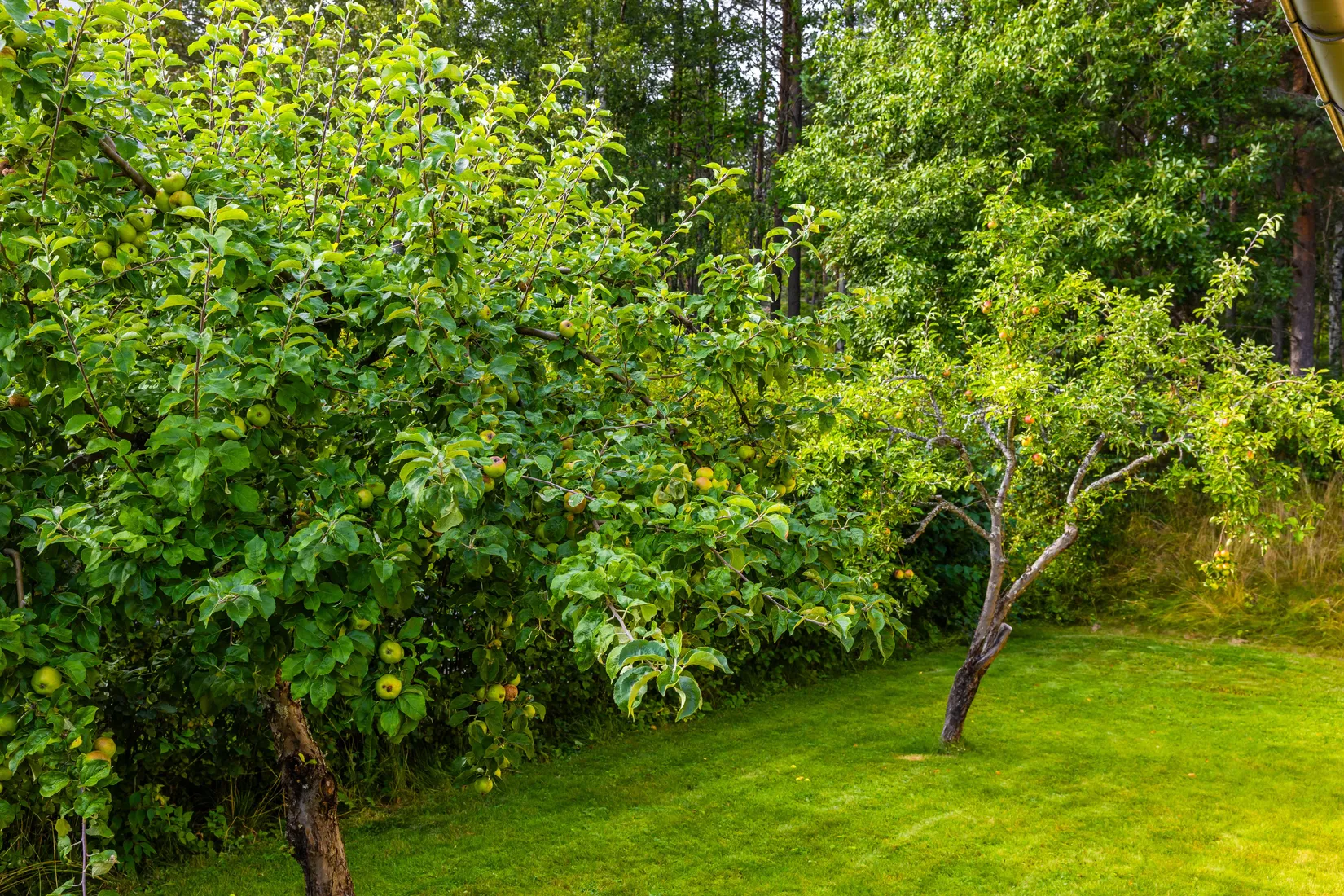 Villa, Vitbergsgatan 12, Haga, Härnösand