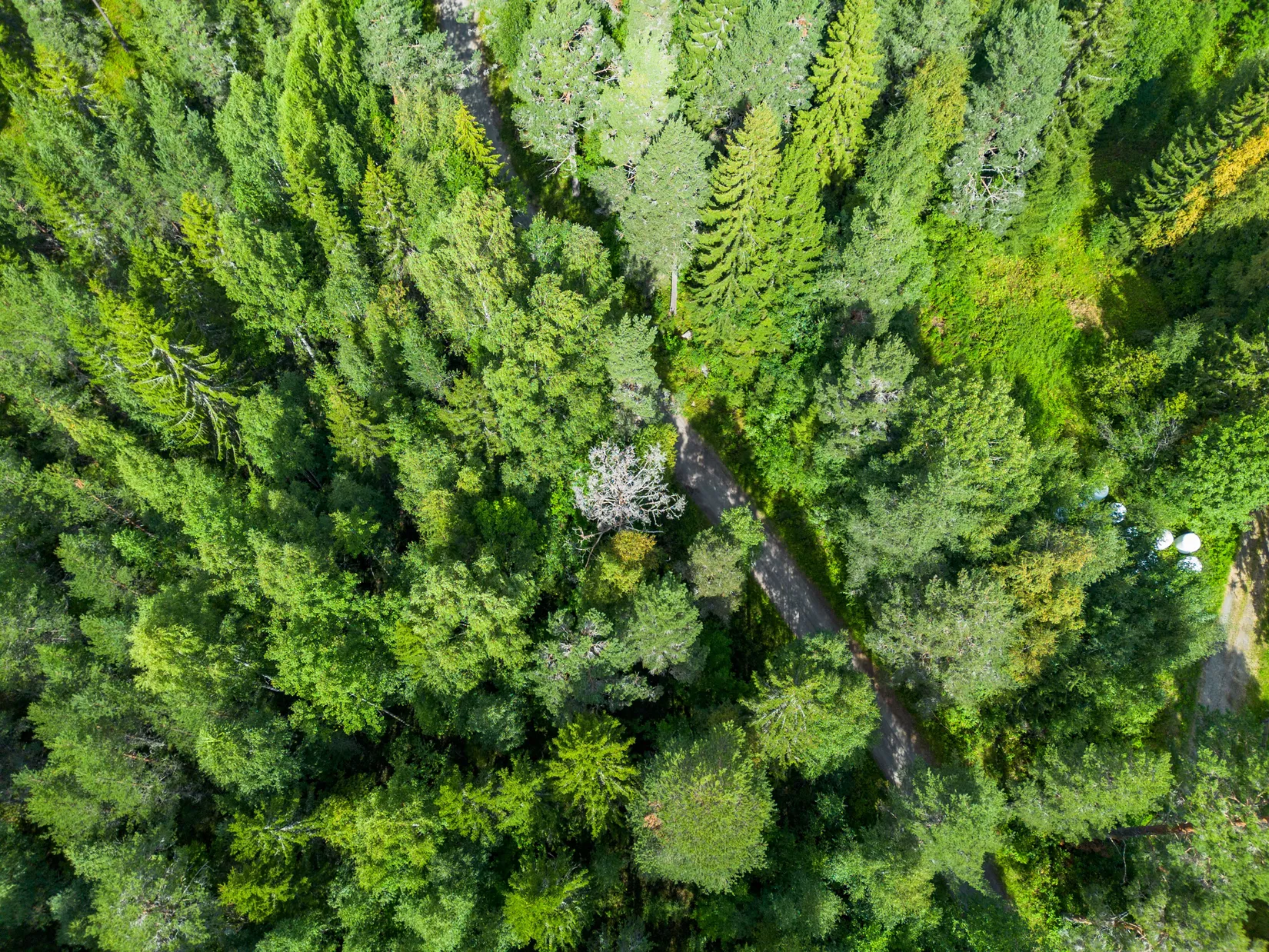 Gård/Skog, Offer 503, Sollefteå