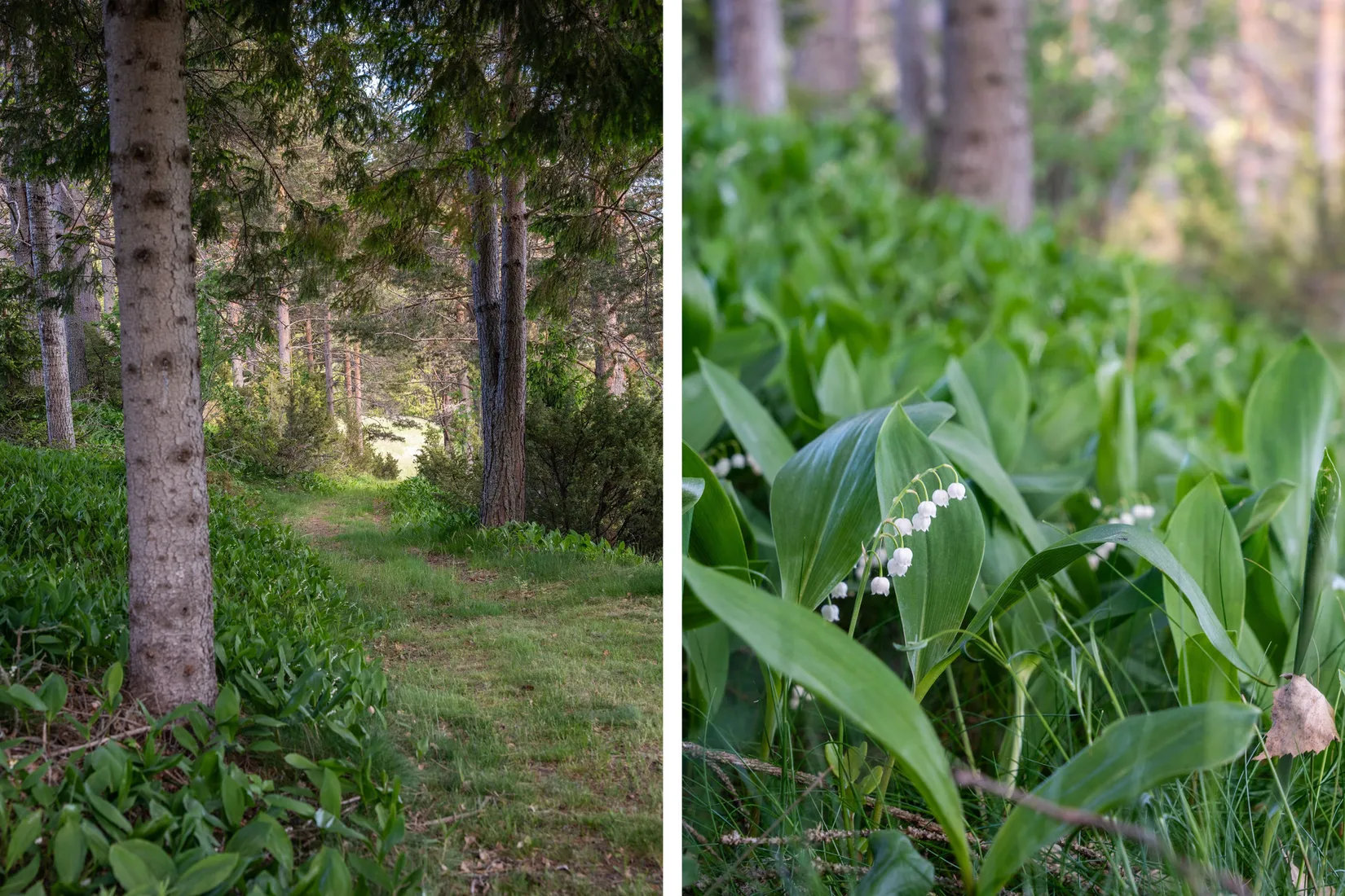 Gård/Skog, Jude 435, Ramvik, Härnösand