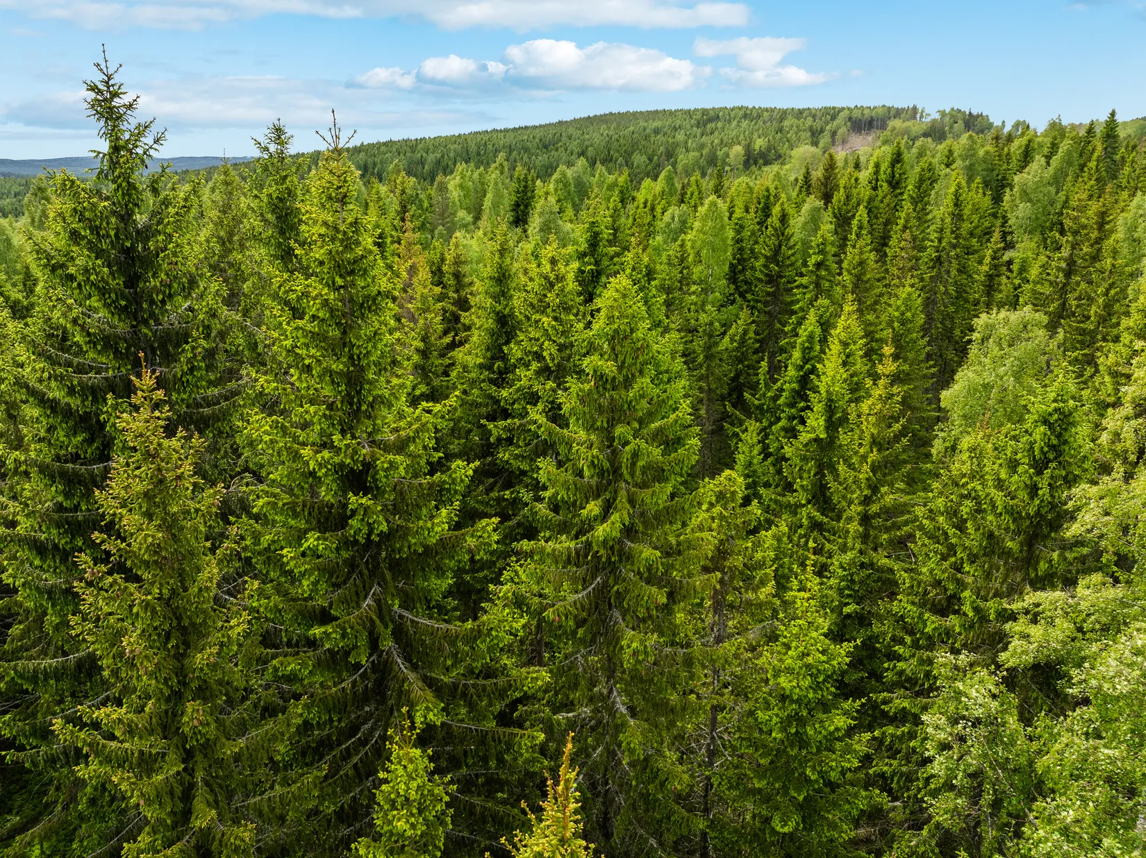 Gård/Skog, Del av Härnösand Jude 3:5 (skog), Ramvik, Härnösand