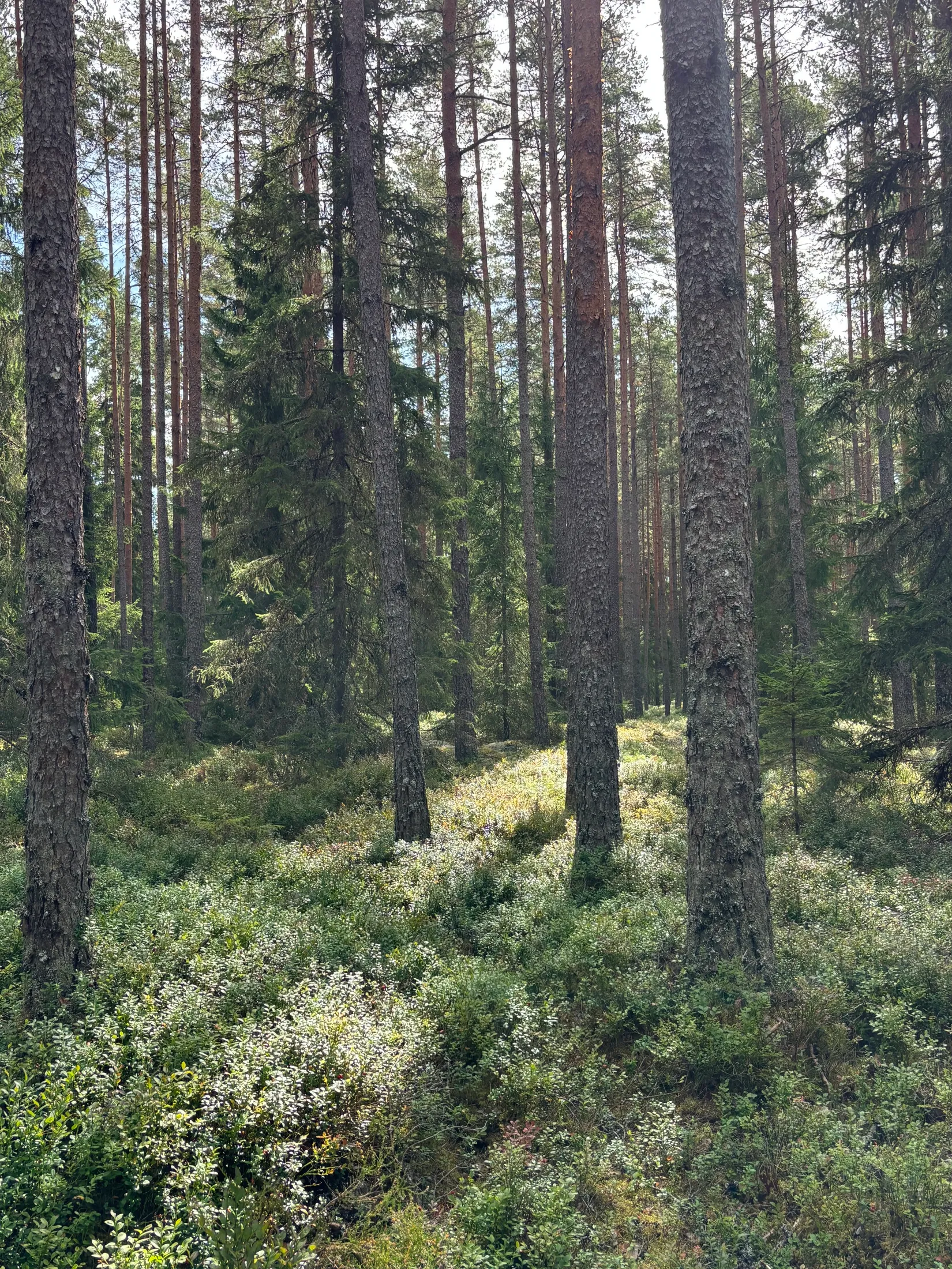 Gård/Skog,  Nedre mellangård 1, Skillingaryd, Vaggeryd