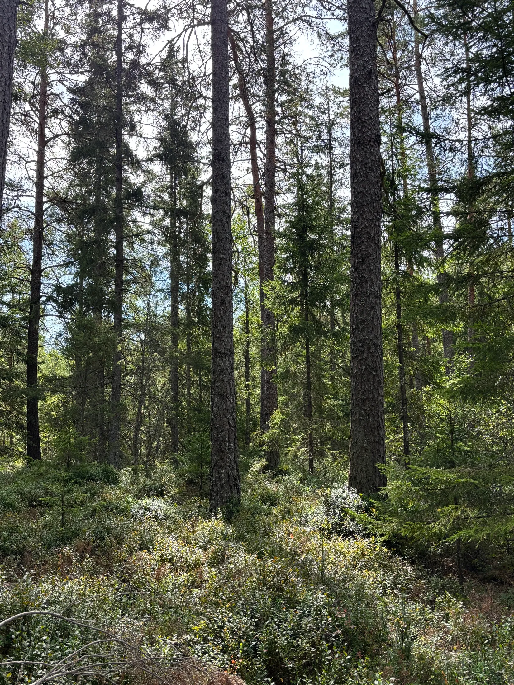 Gård/Skog,  Nedre mellangård 1, Skillingaryd, Vaggeryd