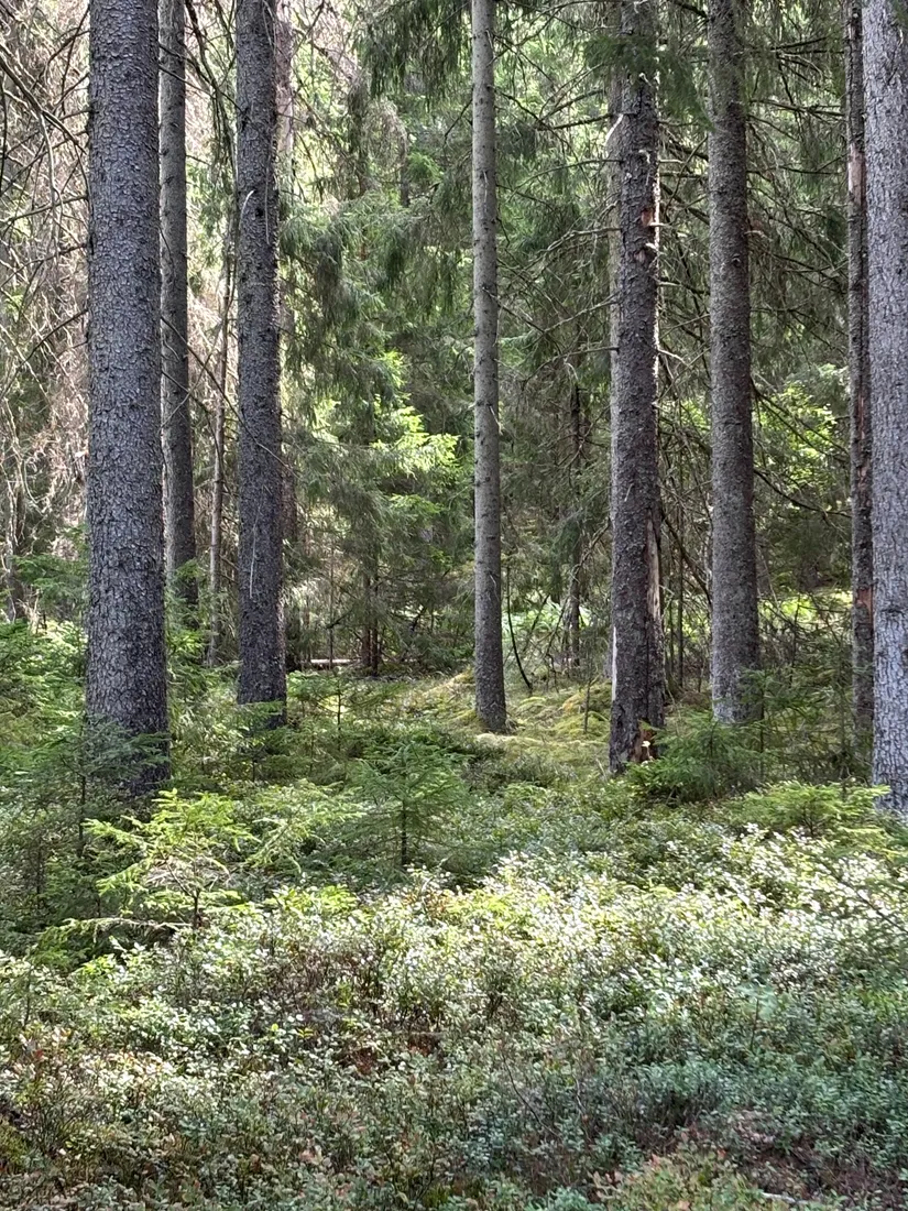 Gård/Skog,  Nedre mellangård 1, Skillingaryd, Vaggeryd