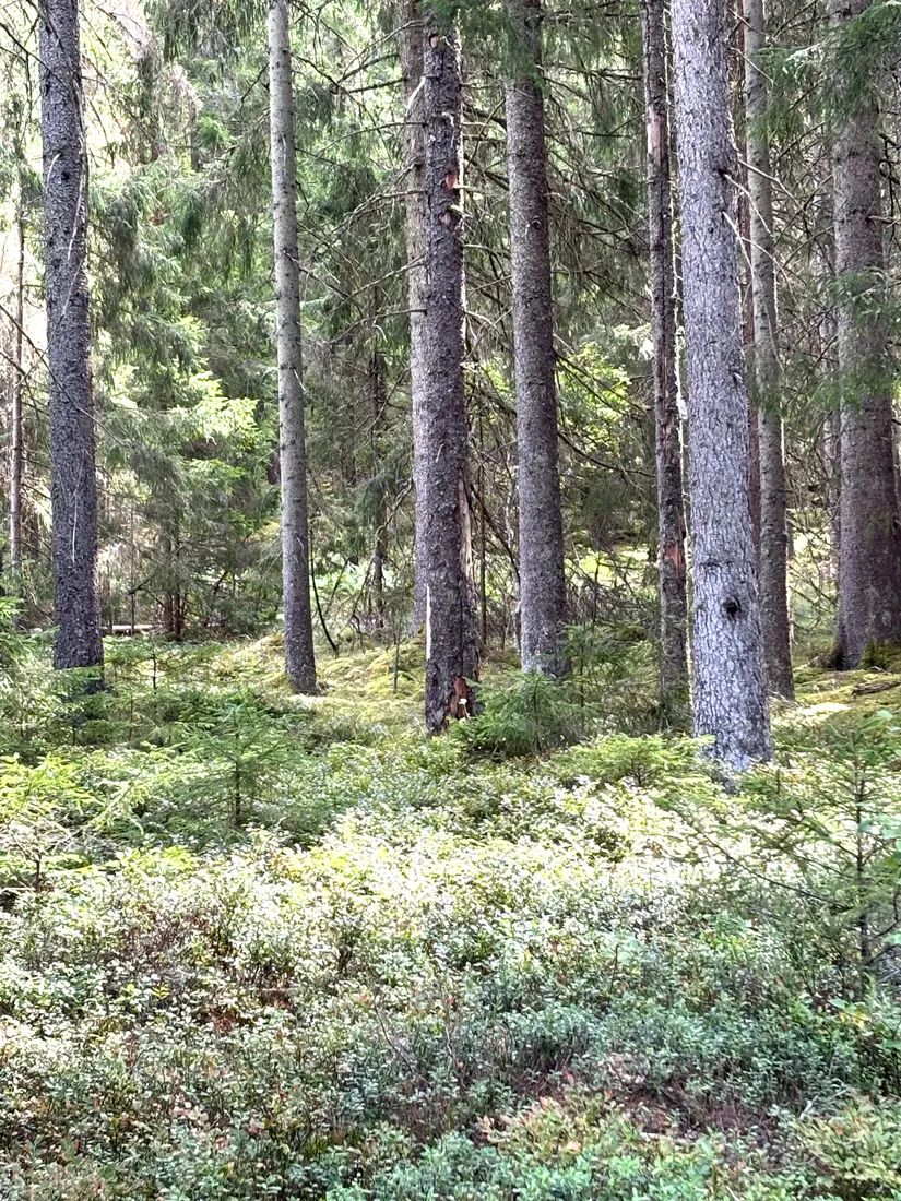 Gård/Skog,  Nedre mellangård 1, Skillingaryd, Vaggeryd