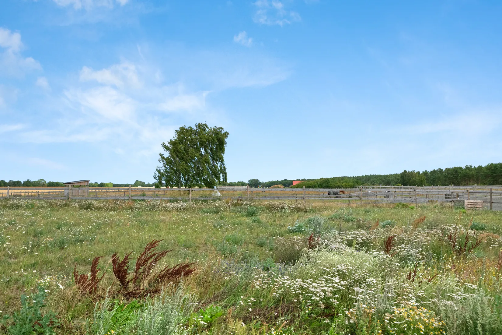 Gård/Skog, Yngsjövägen 384, Mellan Åhus och Yngsjö, Kristianstad