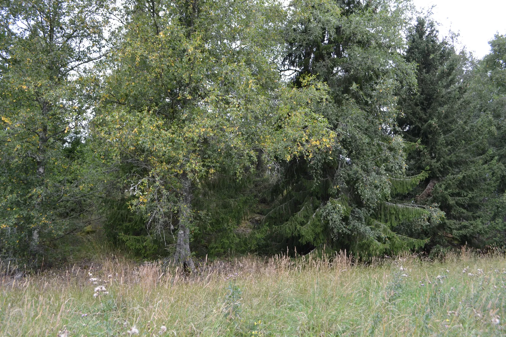 Tomt, Allemoravägen 11C, Riala - Allemora, Norrtälje