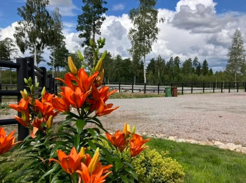 Gård/Skog, Julmyra 337, Heby