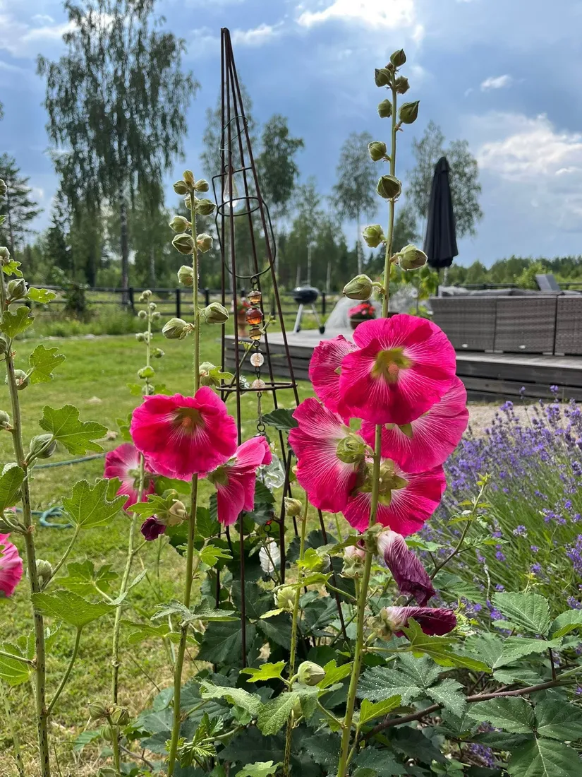 Gård/Skog, Julmyra 337, Heby