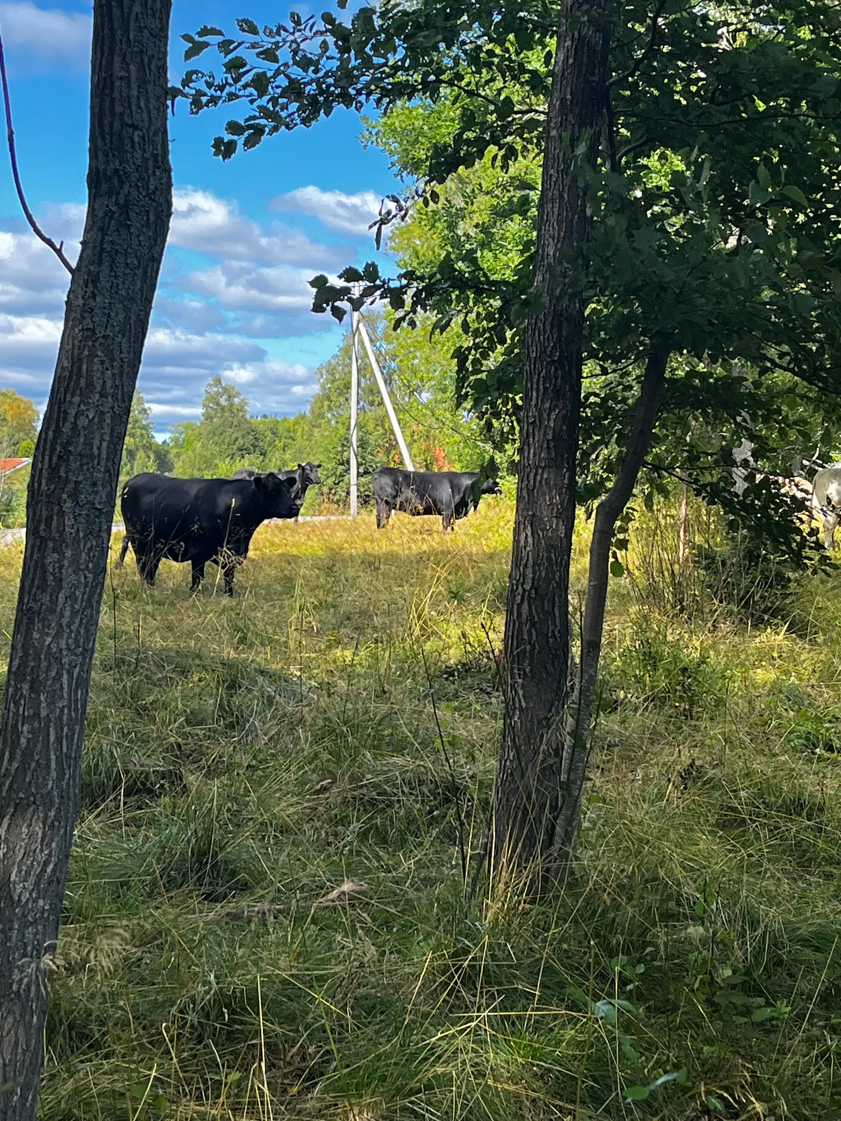 Gård/Skog, TIMRÅ SKÄGGSTA 1:2, Timrå