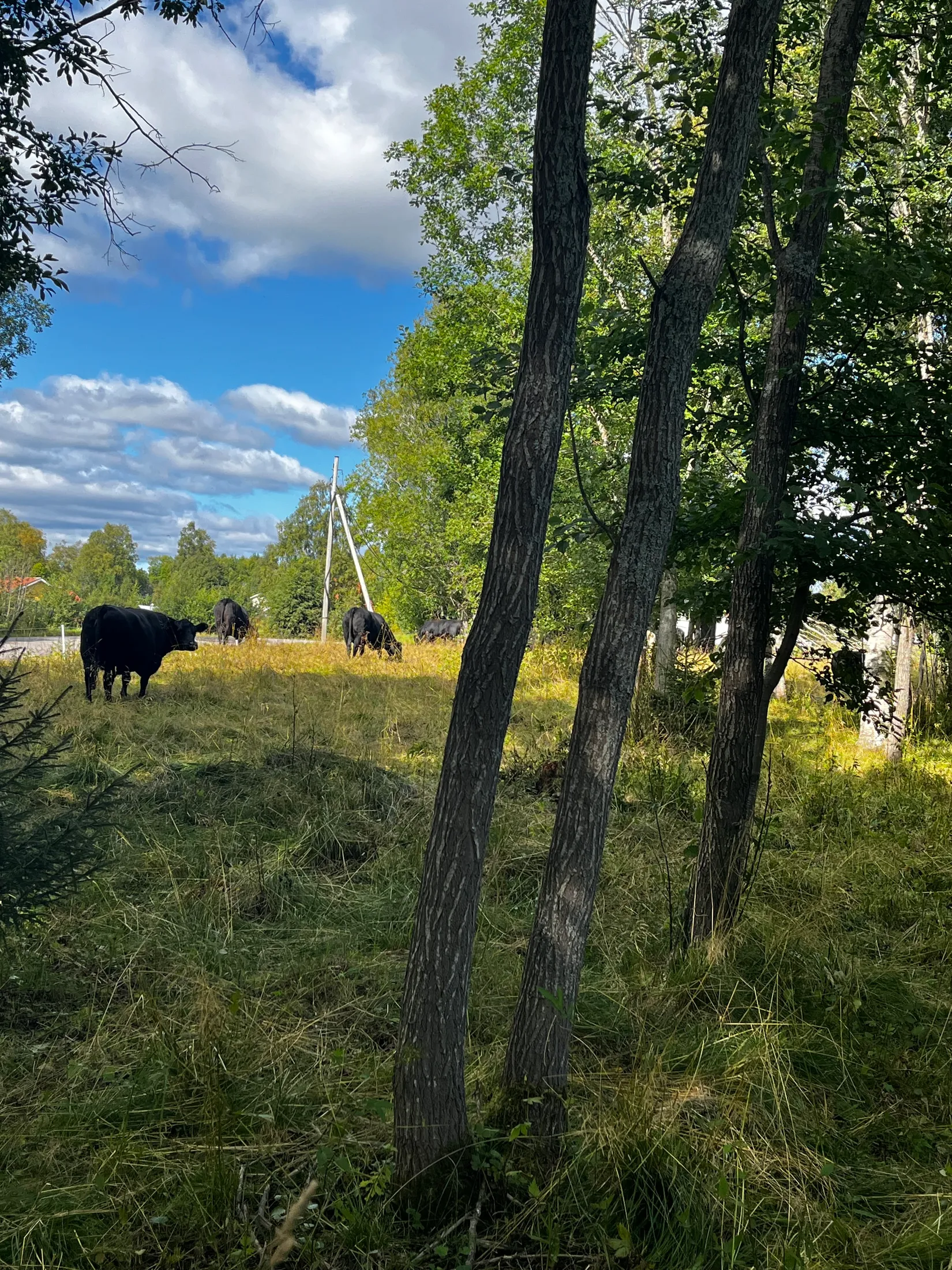 Gård/Skog, TIMRÅ SKÄGGSTA 1:2, Timrå