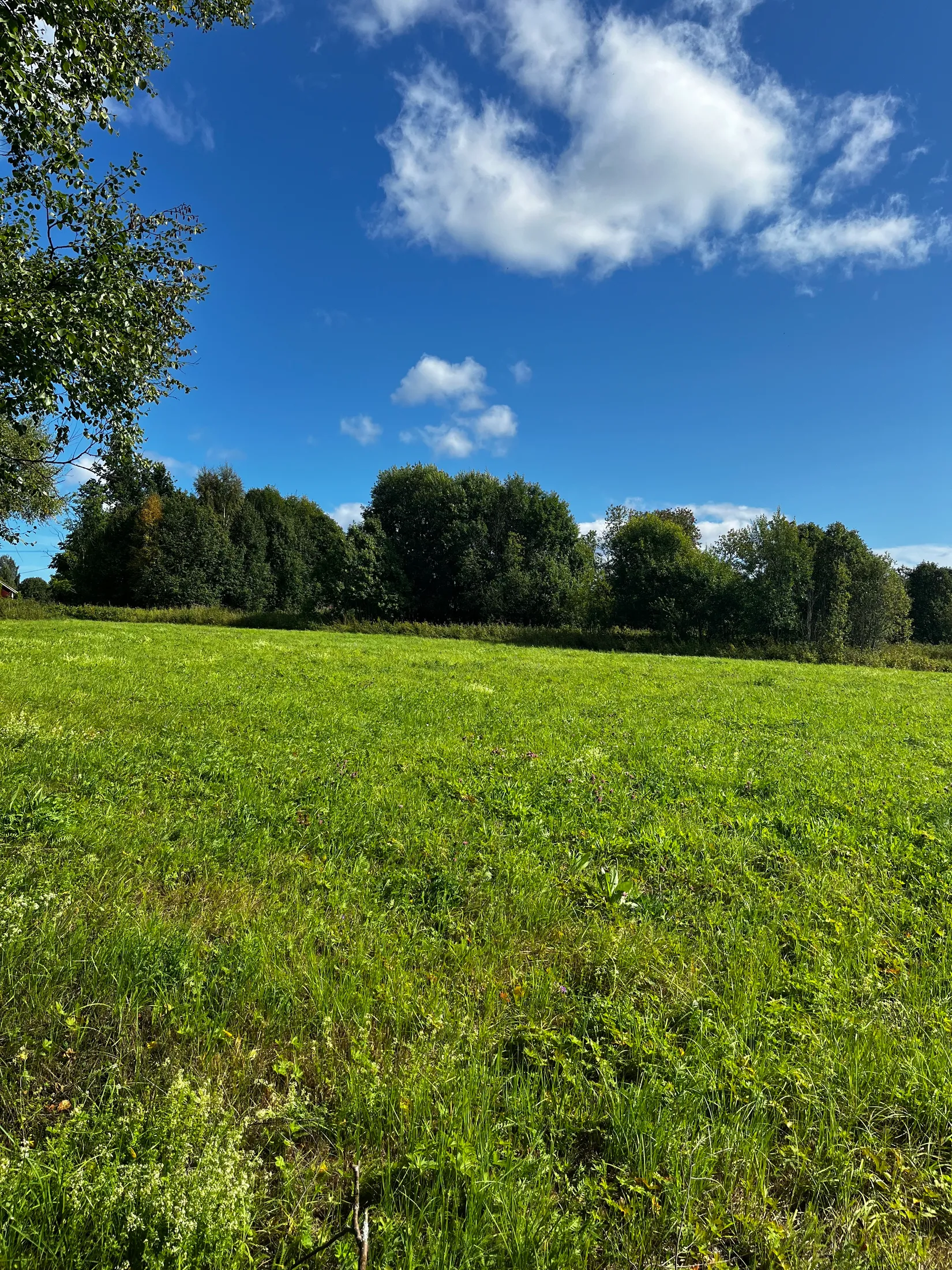 Gård/Skog, TIMRÅ SKÄGGSTA 1:2, Timrå