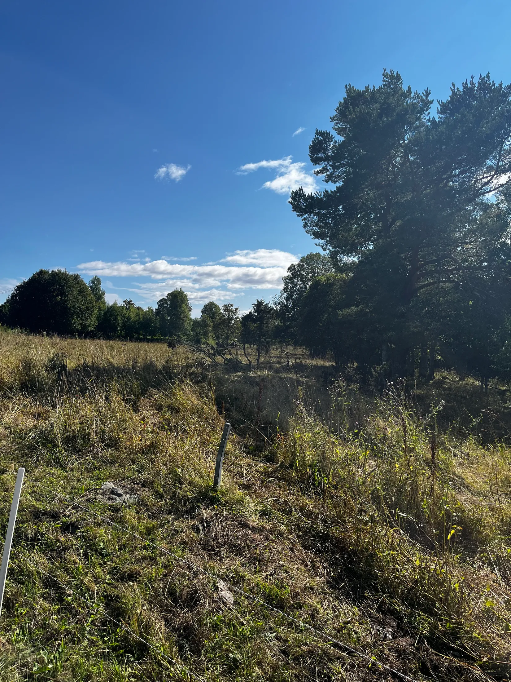 Gård/Skog, TIMRÅ SKÄGGSTA 1:2, Timrå