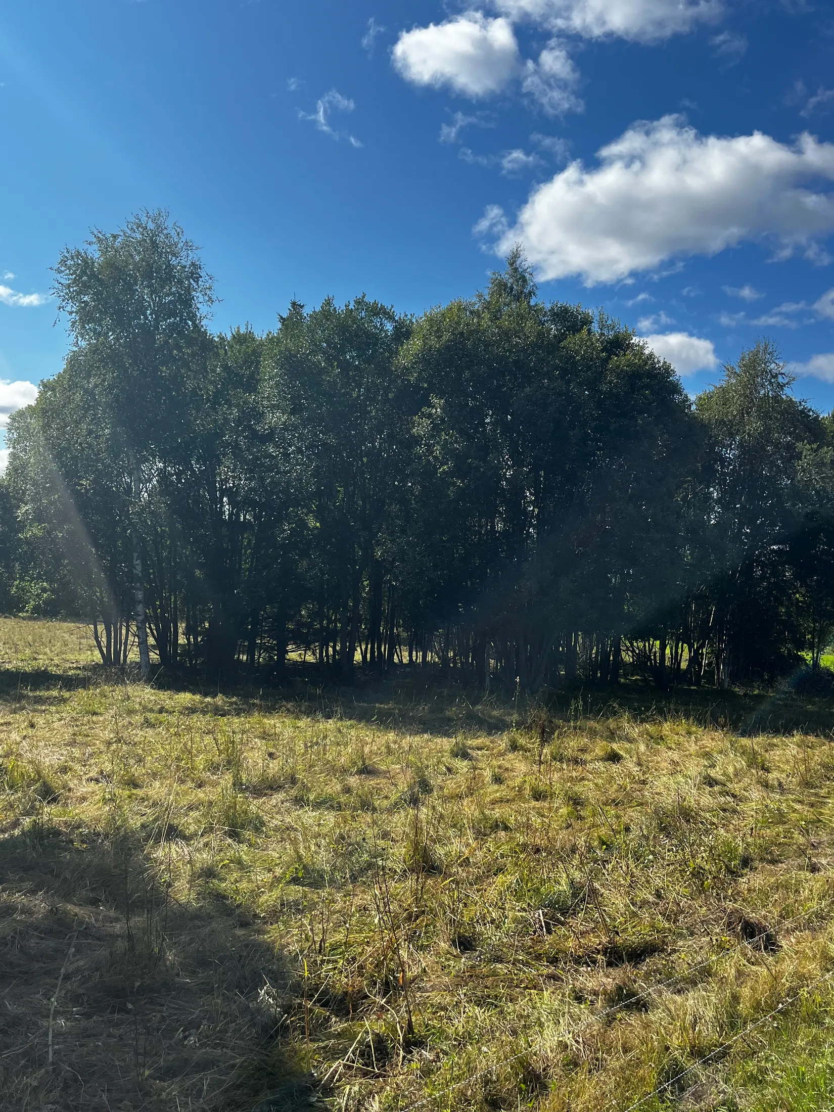Gård/Skog, TIMRÅ SKÄGGSTA 1:2, Timrå