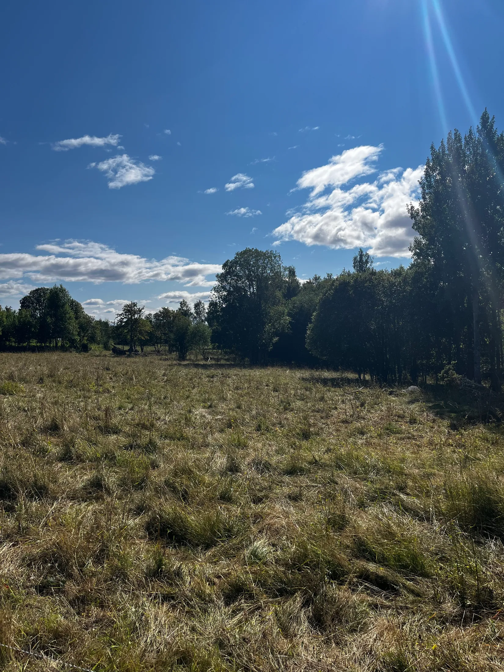 Gård/Skog, TIMRÅ SKÄGGSTA 1:2, Timrå