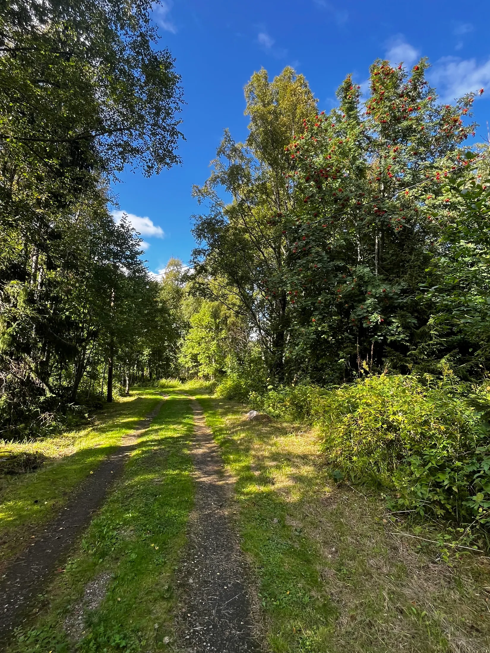 Gård/Skog, TIMRÅ SKÄGGSTA 1:2, Timrå