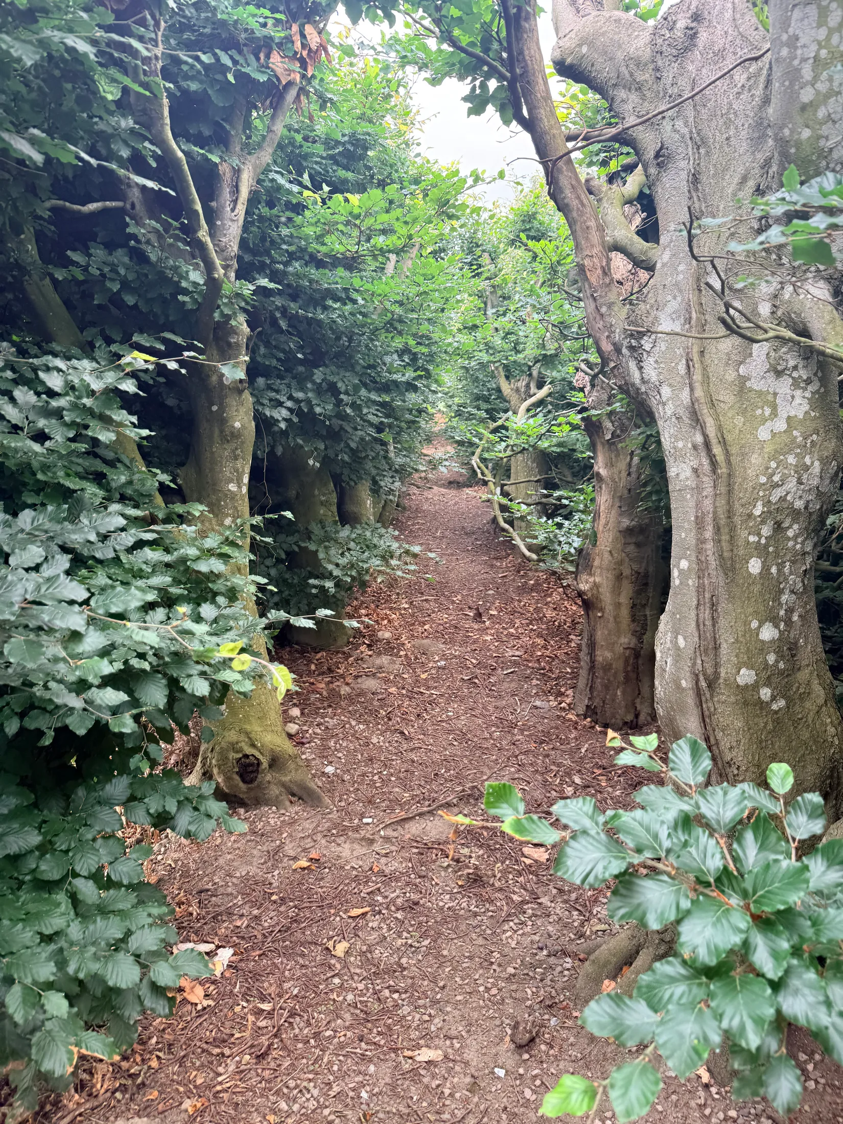 Gård/Skog, Västerstad 7132, Söderskog, Hörby