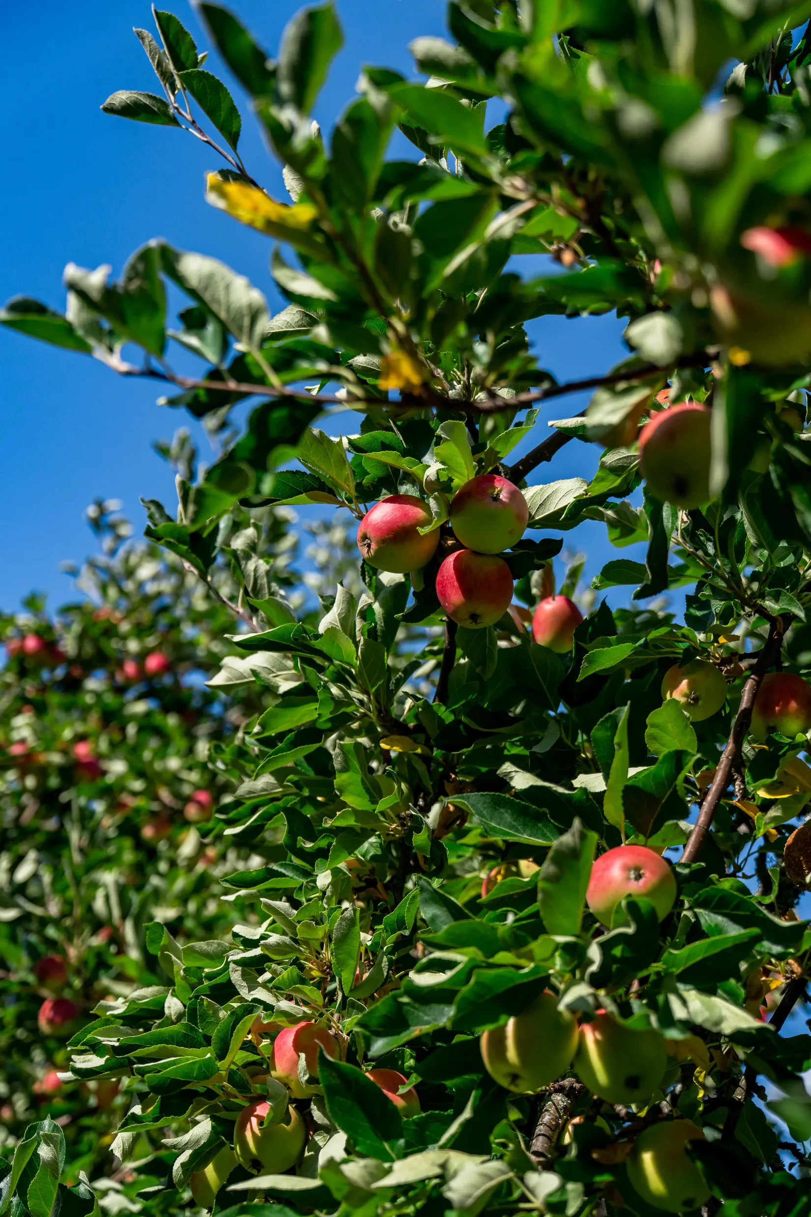 Bostadsrätt, Gnejsvägen 10A, Eriksberg, Uppsala