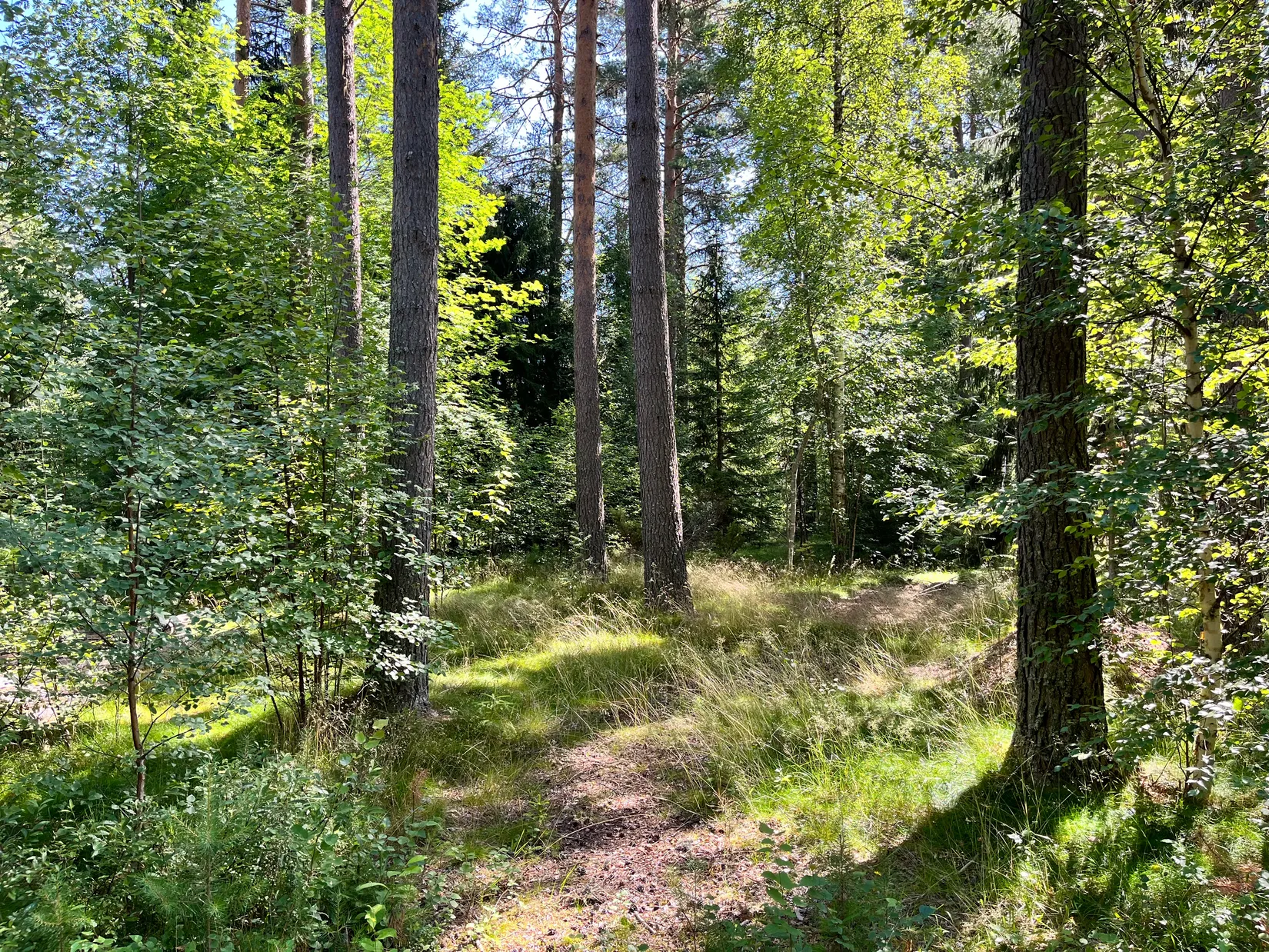 Tomt, Äbbsäl, Ryssa, Mora