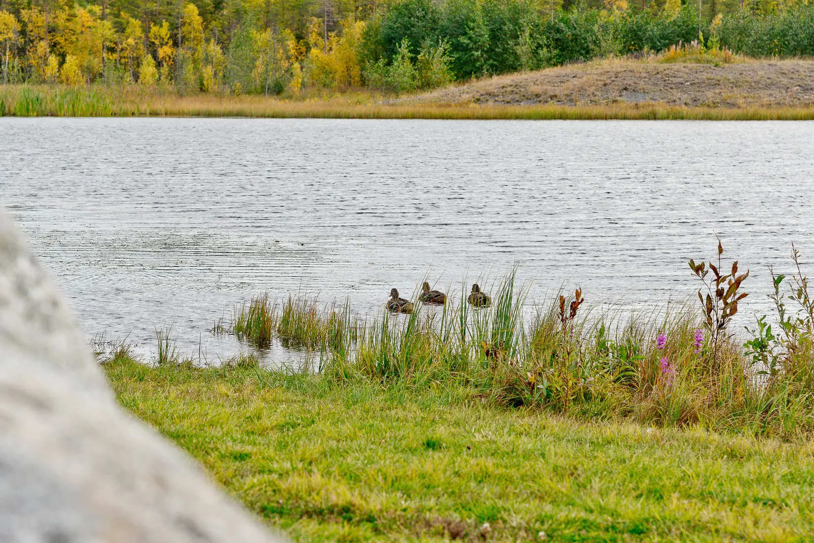 Radhus, Oriongatan 4B, Tavleliden, Umeå