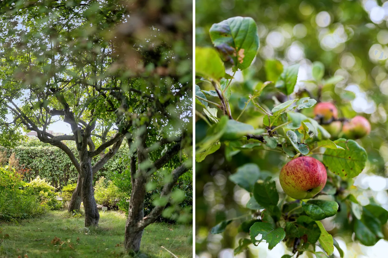 Övrigt, Åragatan Koloniförening Koloni nr 112, Ringstorp, Helsingborg