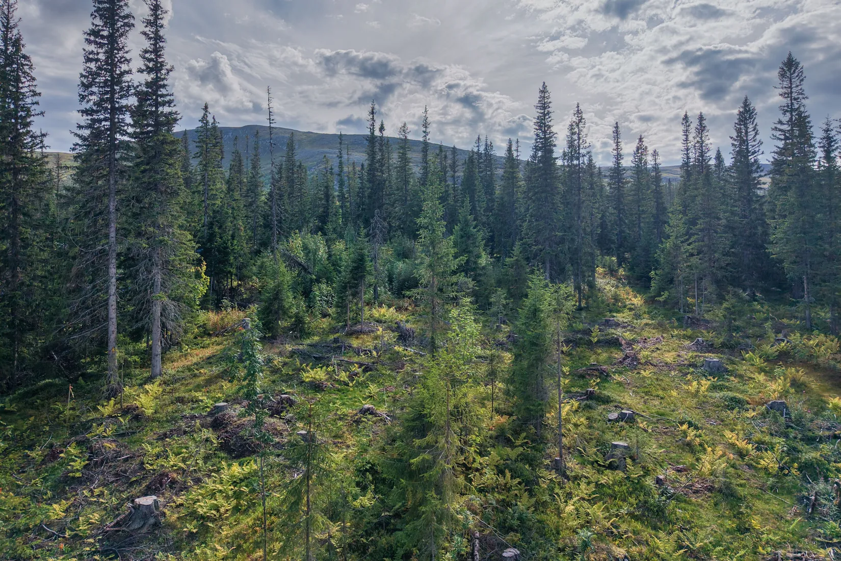 Tomt, Åre Arvesund 2:186, Mårdsundsbodarna, Åre