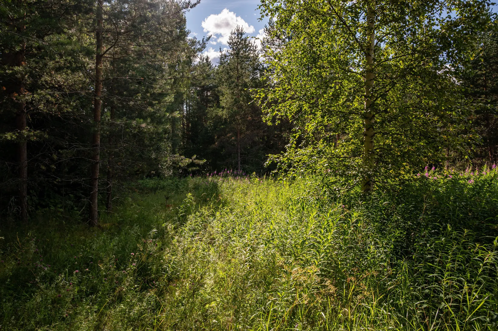 Tomt, Bakgatan 10, Ånge