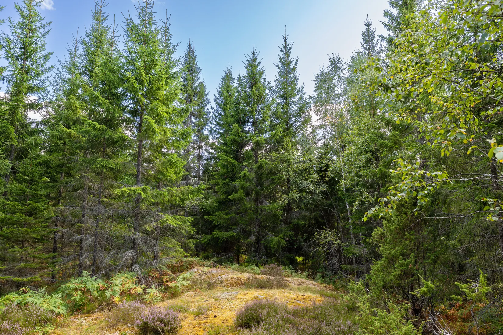 Gård/Skog, Örstorp 1, Norrköping