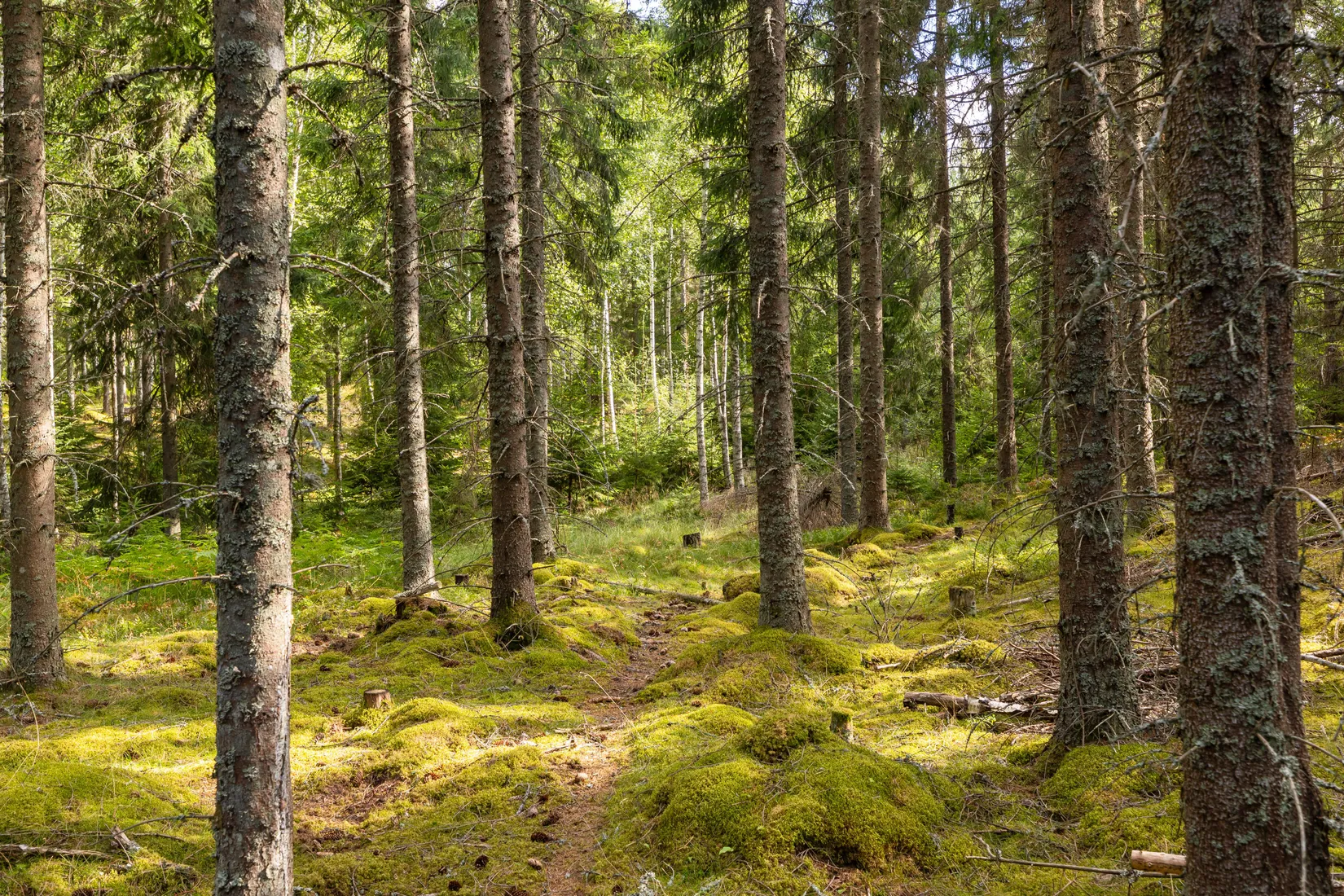Gård/Skog, Örstorp 1, Norrköping