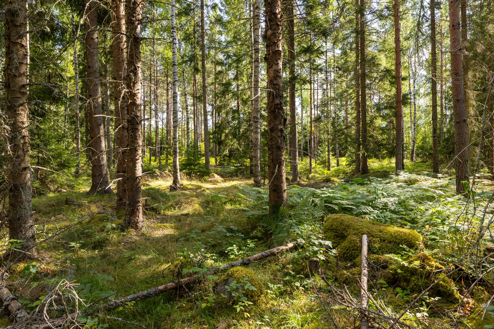 Gård/Skog, Örstorp 1, Norrköping