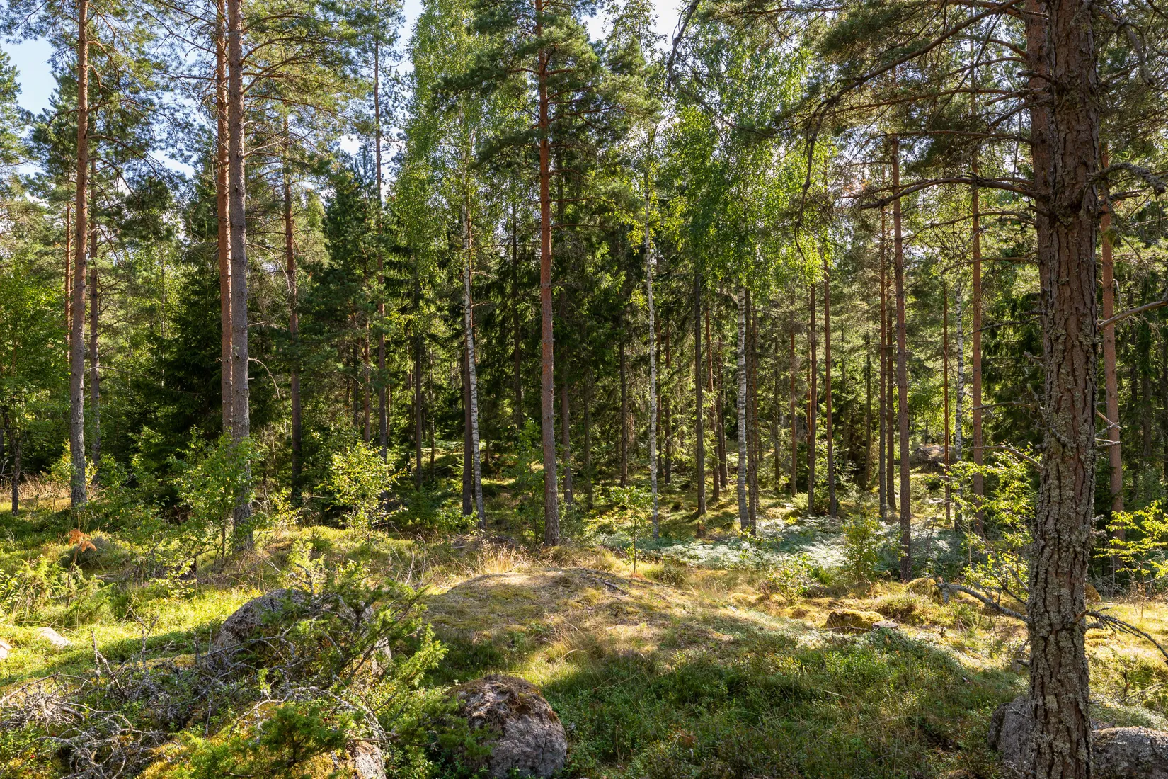 Gård/Skog, Örstorp 1, Norrköping