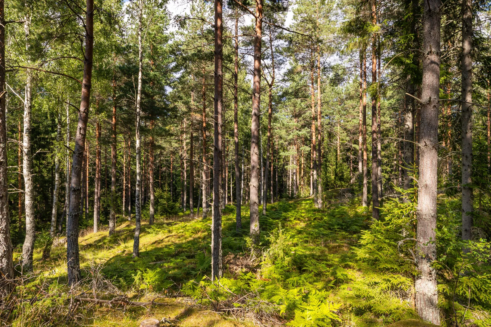 Gård/Skog, Örstorp 1, Norrköping