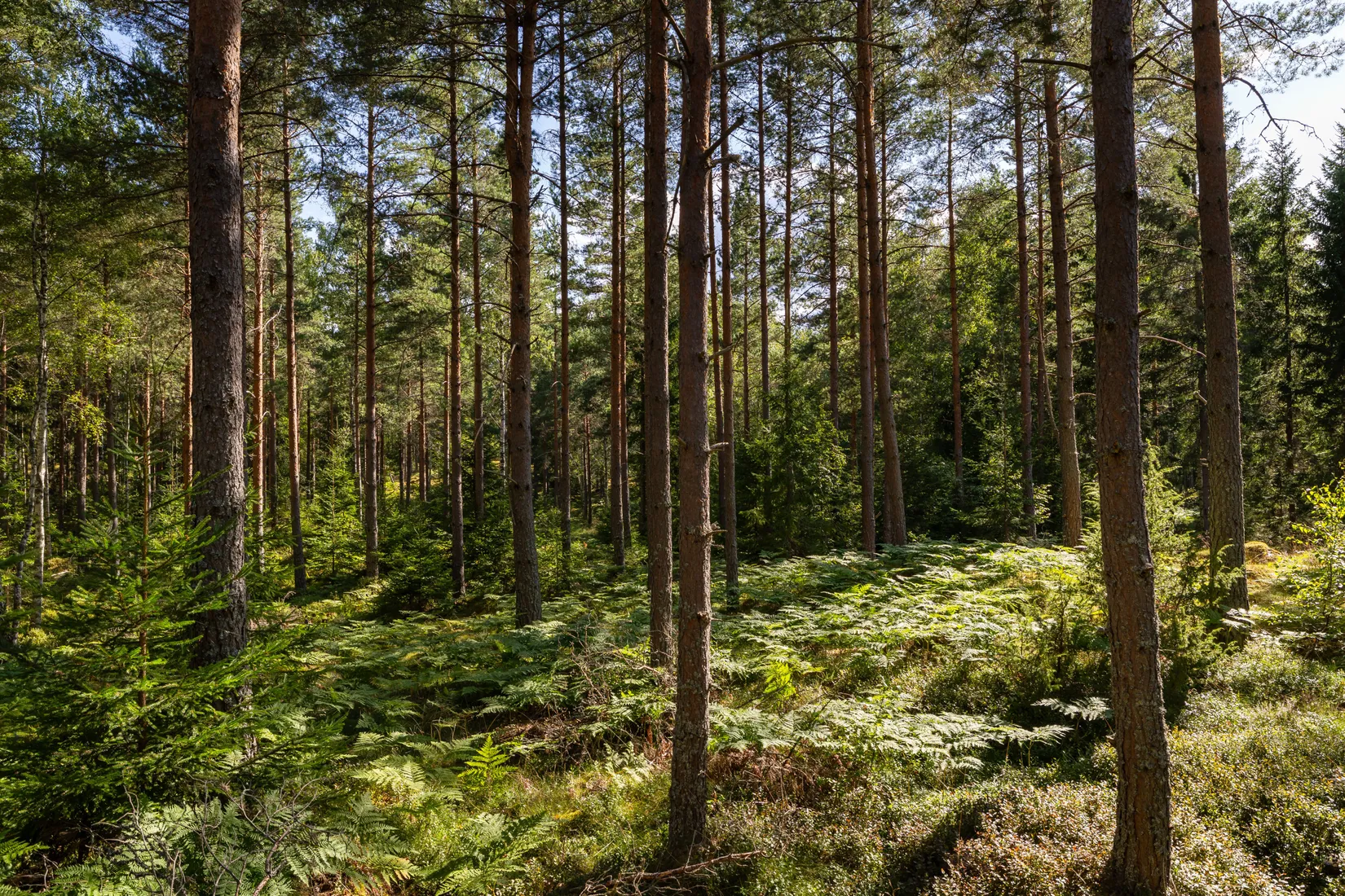 Gård/Skog, Örstorp 1, Norrköping