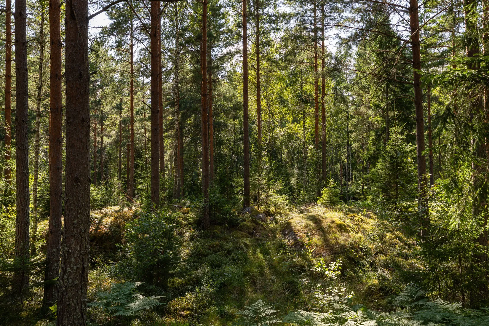 Gård/Skog, Örstorp 1, Norrköping
