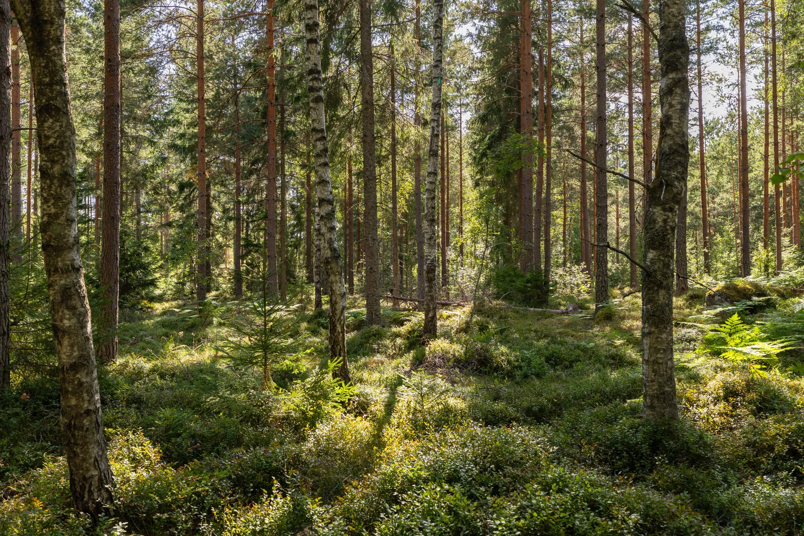Gård/Skog, Örstorp 1, Norrköping