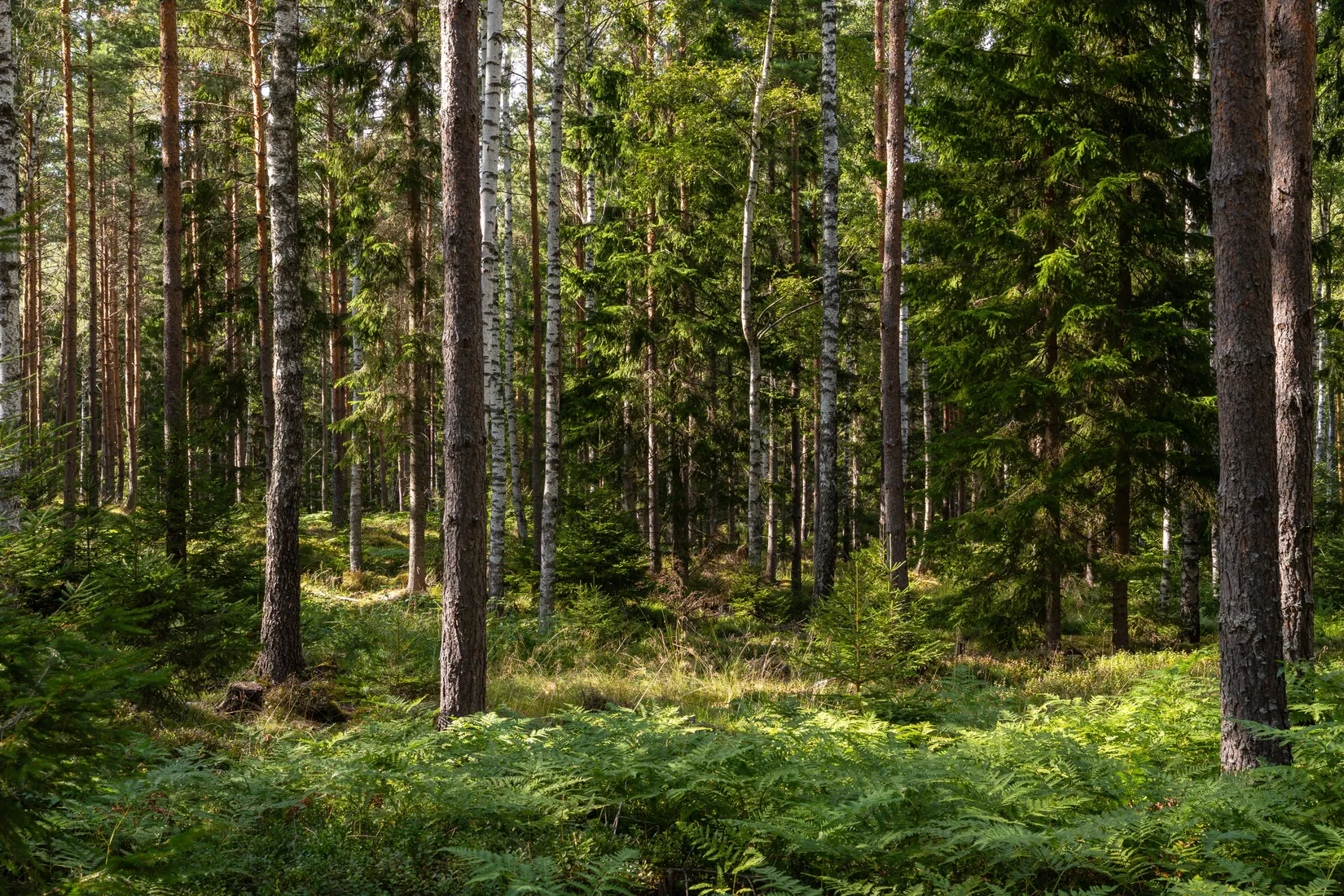 Gård/Skog, Örstorp 1, Norrköping