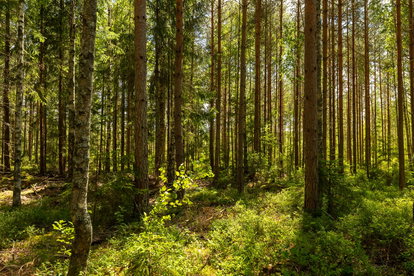 Tomt, Bråne/Bofasterud, Karlstad