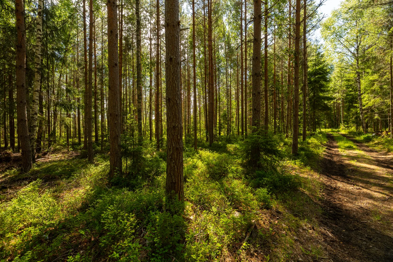 Tomt, Bråne/Bofasterud, Karlstad
